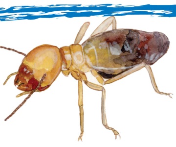 白蟻的感官之謎